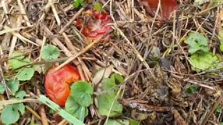 Növényi maradványok a zöldségeskertben