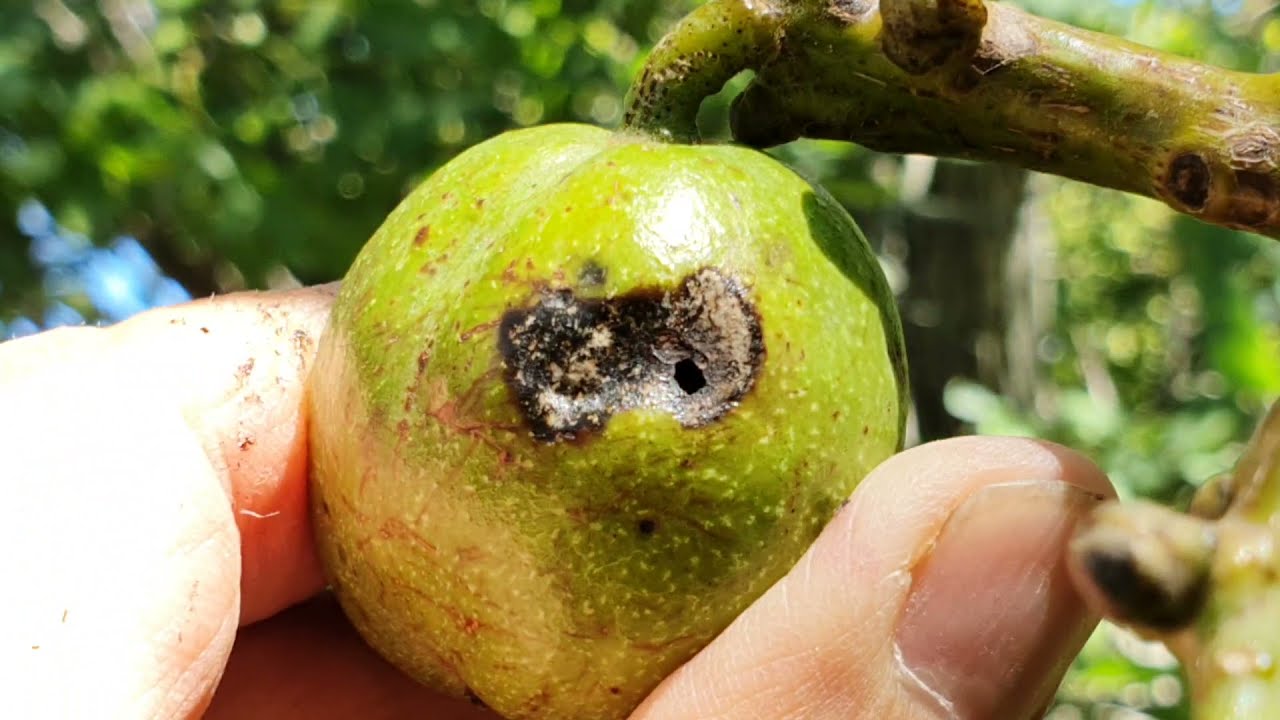 Rajzik a nyugati dióburok-fúrólégy