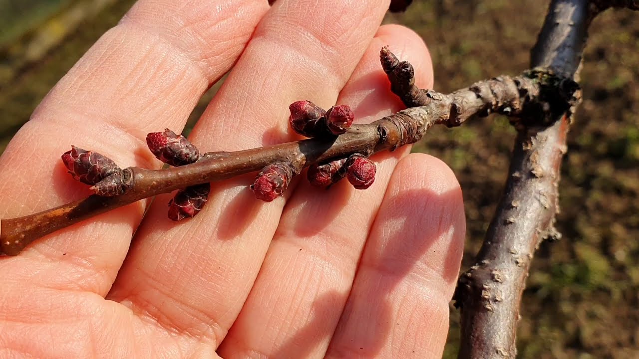 Kajszi virágfertőző moníliás fertőzése