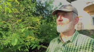 Kiskerti növényvédelem: Diófa