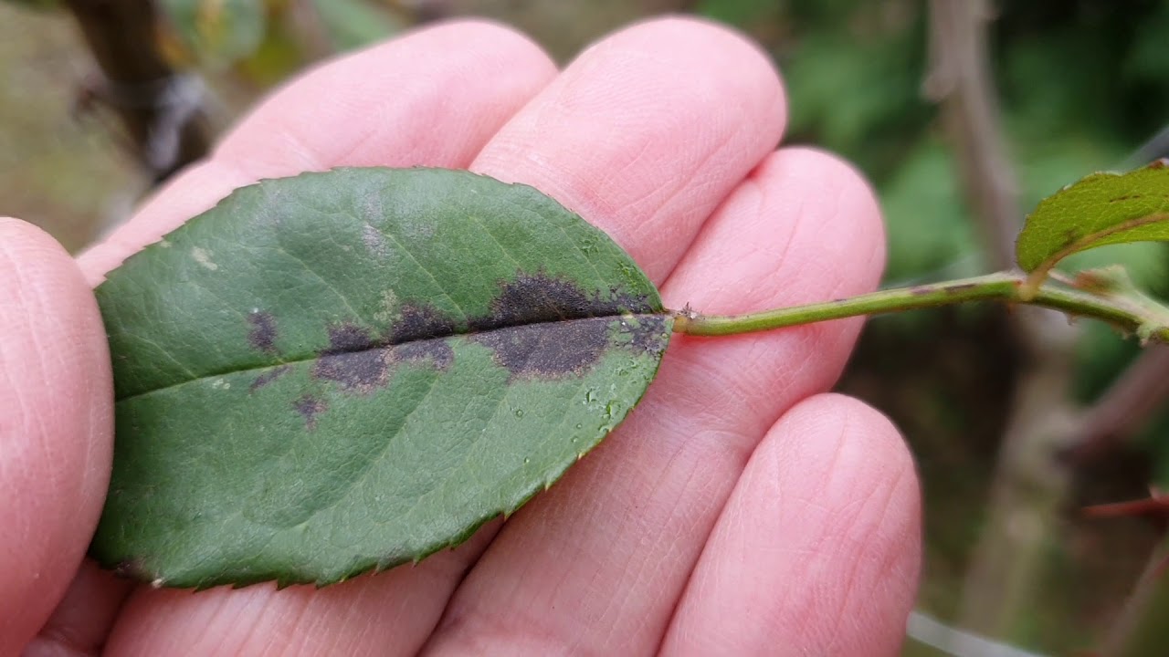 Rózsa csillagrozsdás betegsége