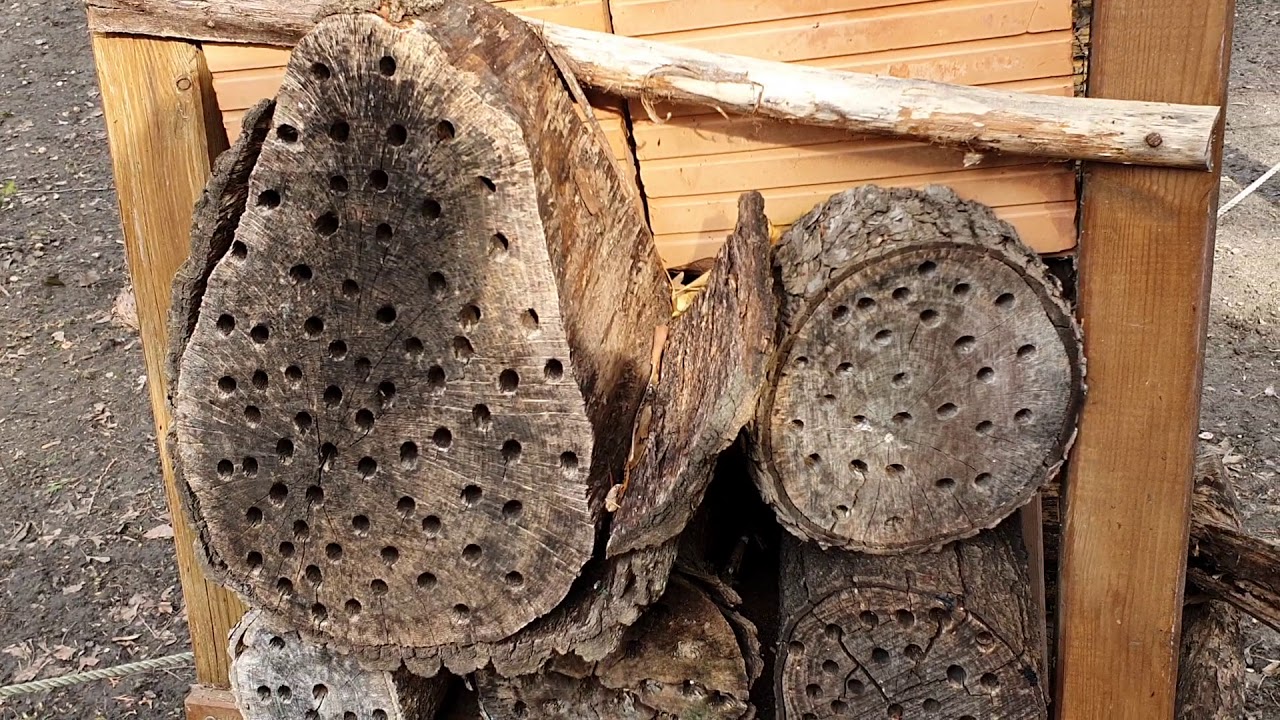 Darázsgarázs vagy más néven rovarhotel létesítése