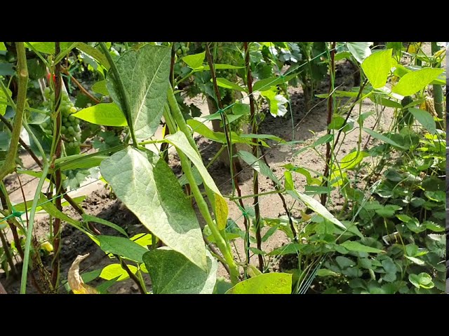 Atka kártétel a babon