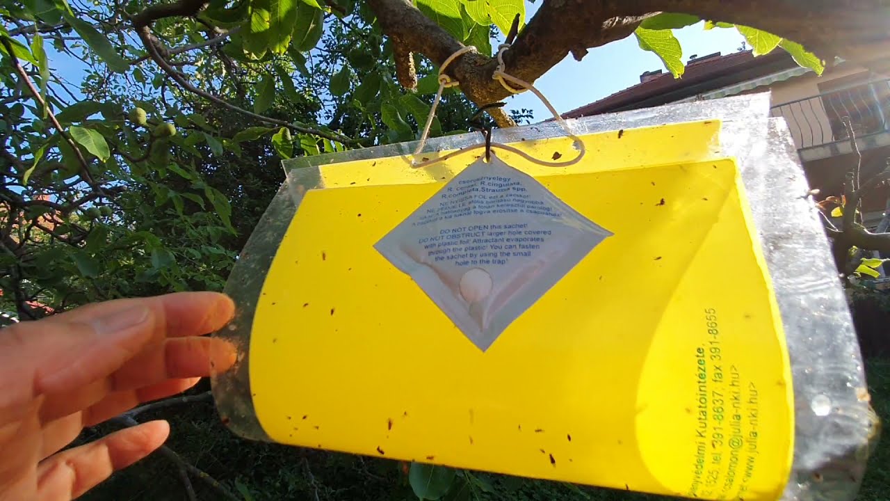 Itt az idő csapdázni a dióburok-fúrólegyet