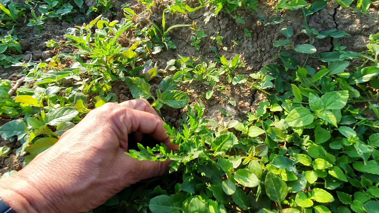 Parlagfű, parlagfű, parlagfű