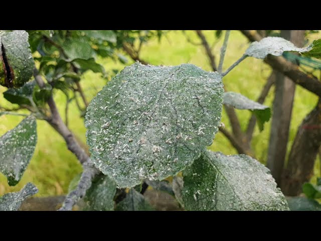 2023 nyár eleji aktualitások- Szilva