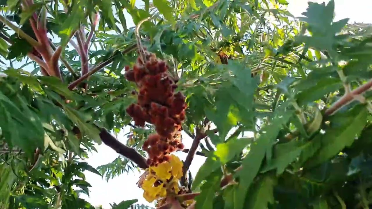 Ecetfa vagy bálványfa?