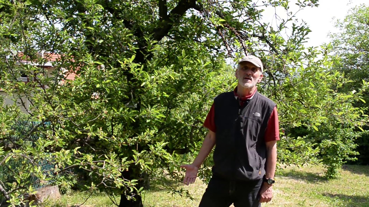 Támadhat a varasodás (alma, körte)