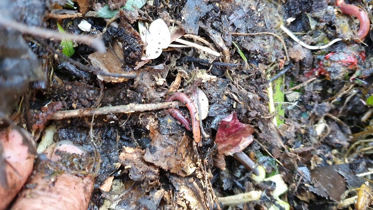 Van-e giliszta a komposztunkba?