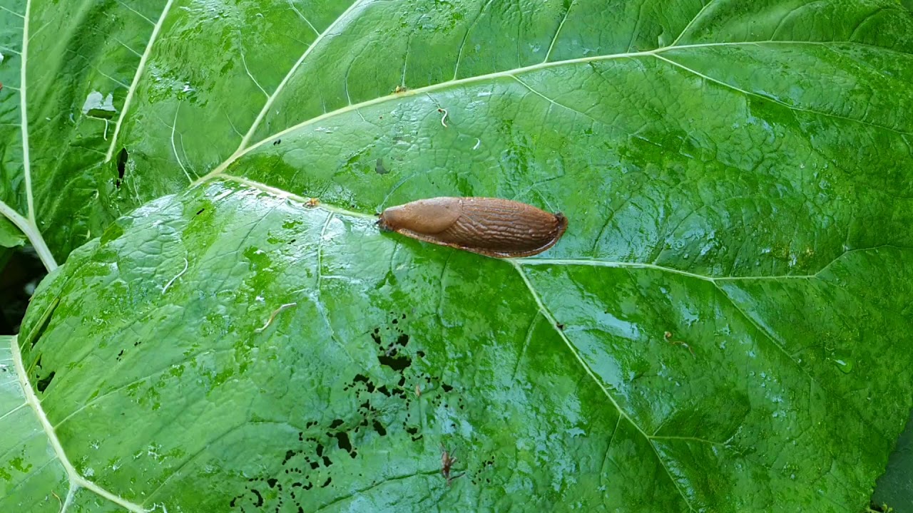 Egyre nehezebb a csigák elleni védekezés