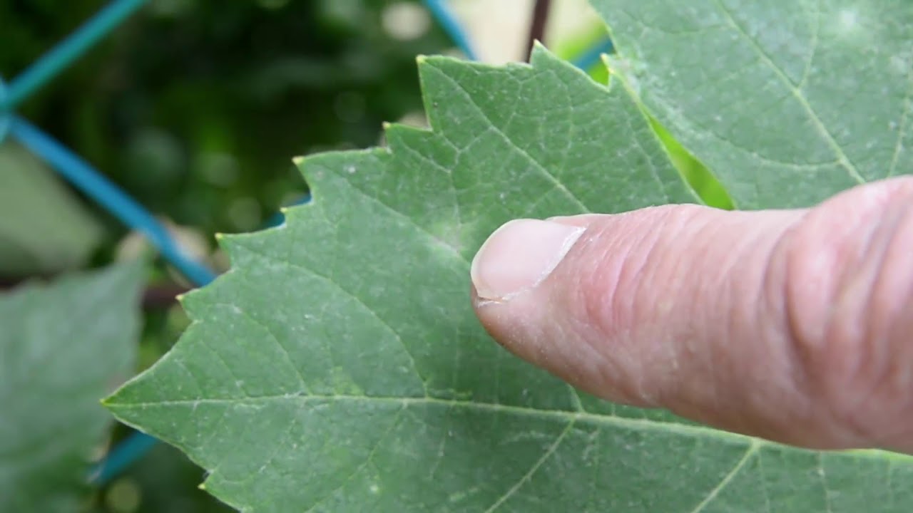A szőlő aktuális növényvédelmi gondjai
