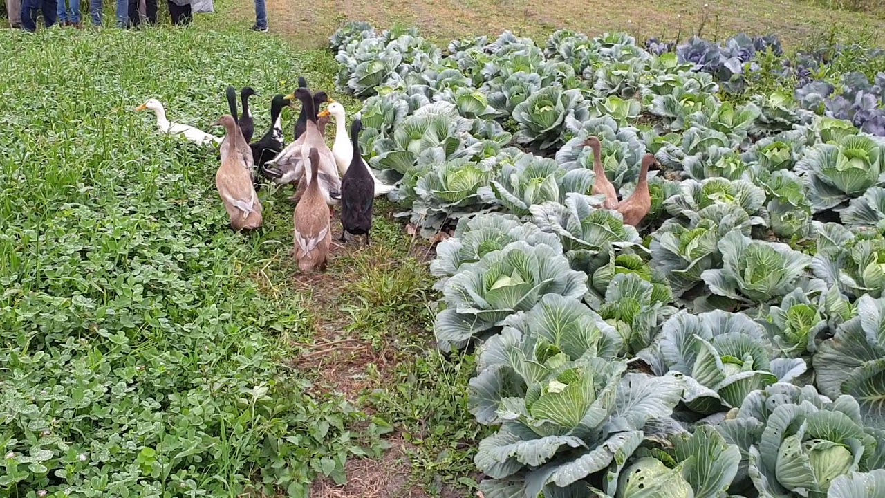 Alternatív megoldás a csigák ellen