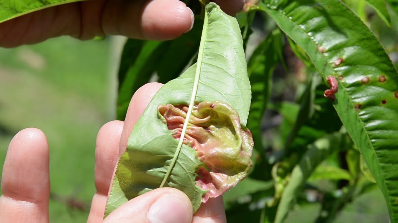 Újra támad az őszibarack tafrinája!