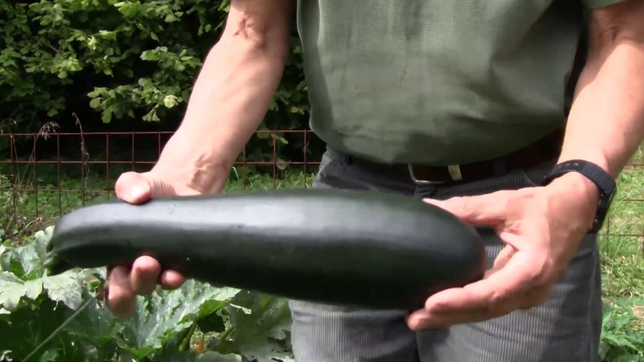 A házikerti kisérlet munkálatai és eddigi eredményei