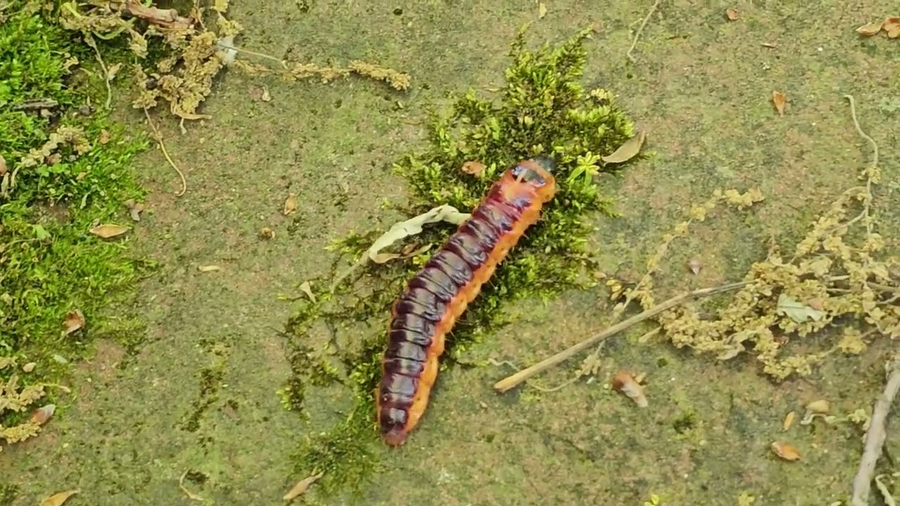 Nagy farontó lepke óriási hernyója