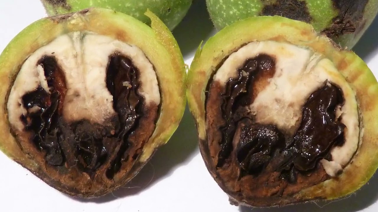 A dió tavaszi növényvédelme