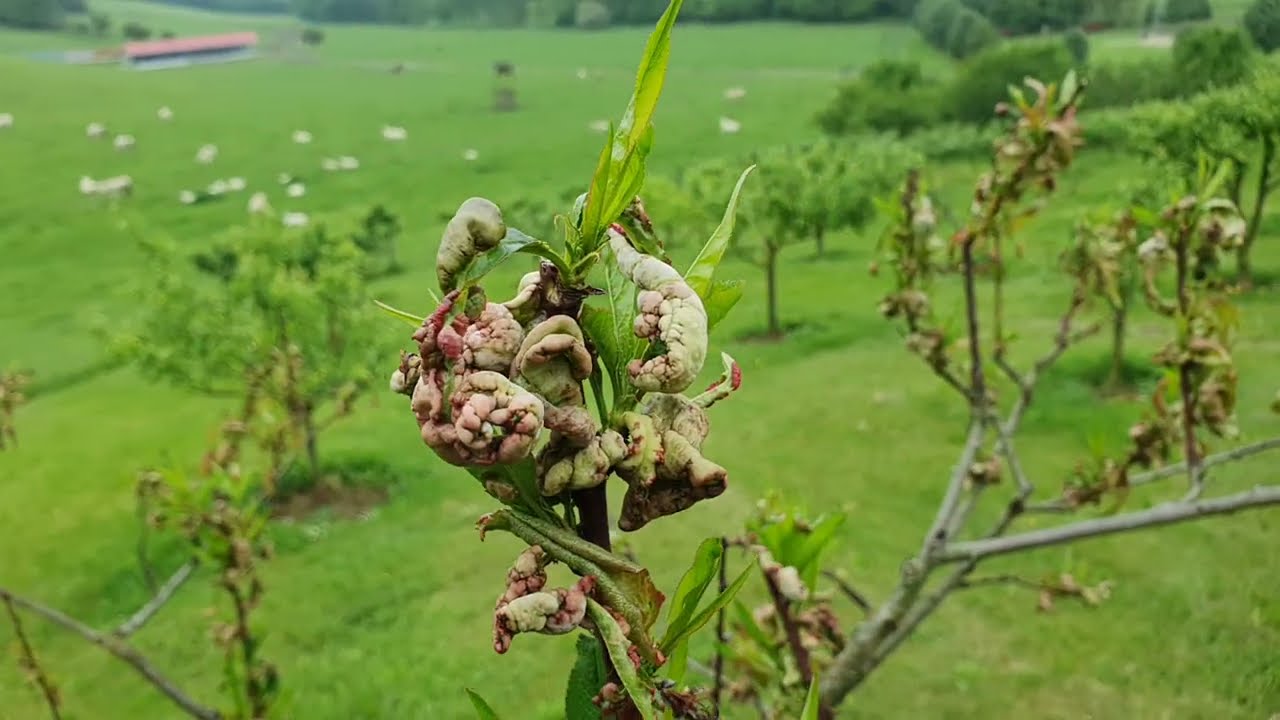 2023 tavaszi aktualitások - őszibarack