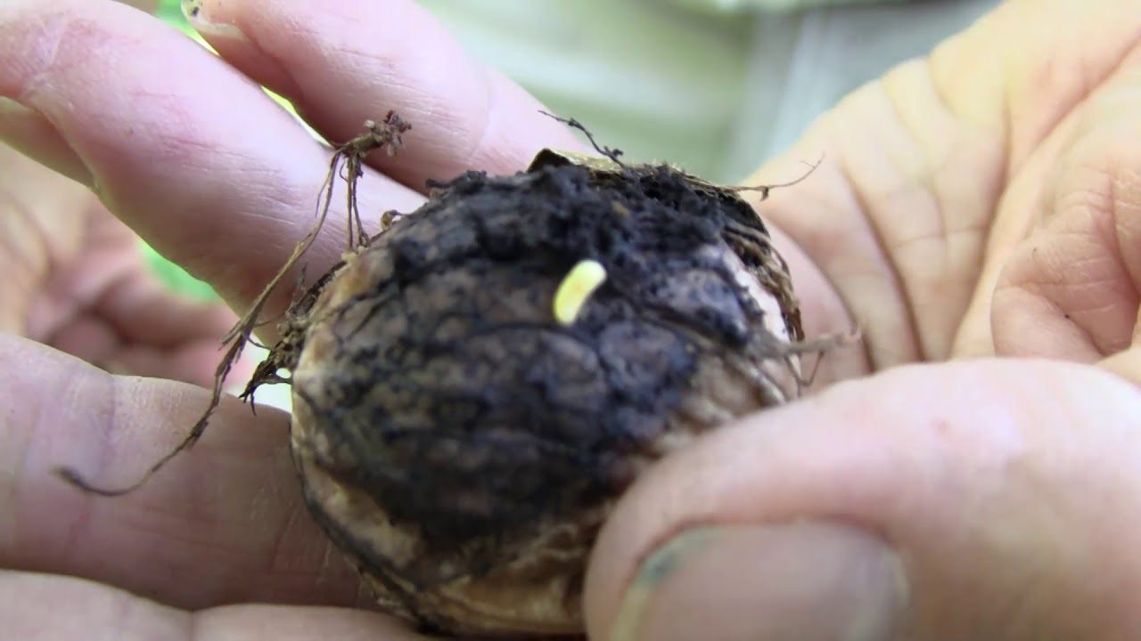 Támad a dióburok fúrólégy!