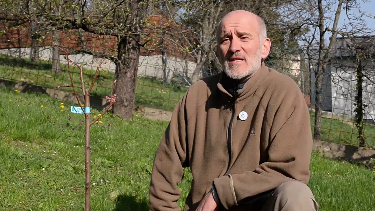 Az őszibarack tafrinás levéltorzulása