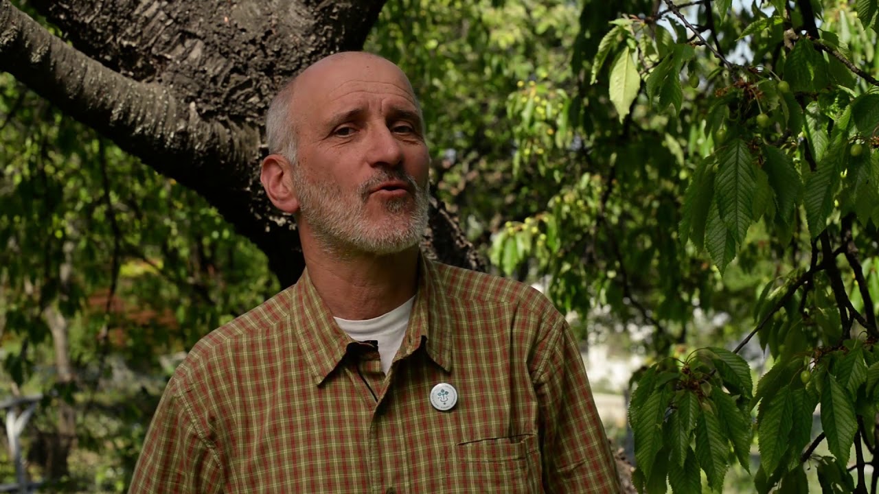 Cseresznyelégy előfordulása és előrejelzése és védekezés