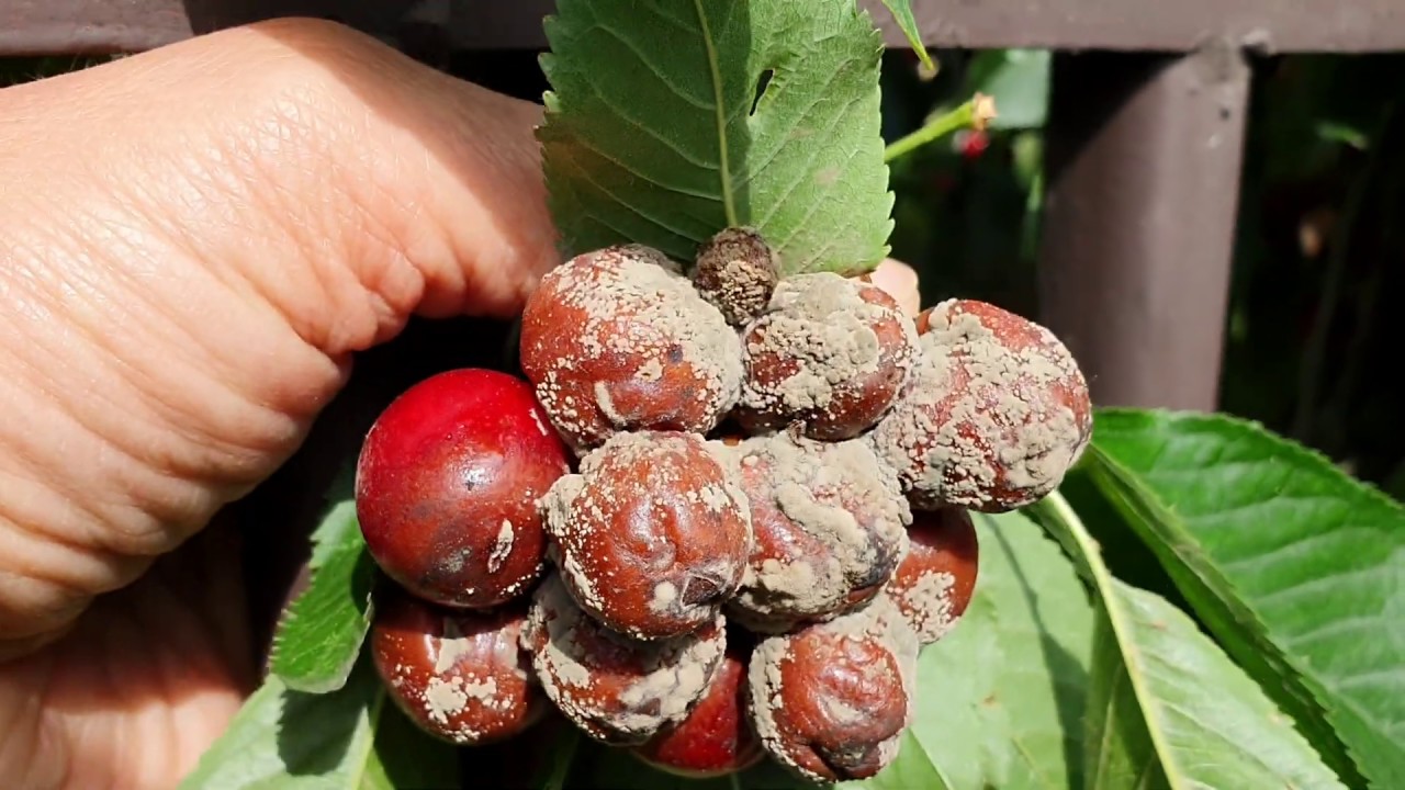 Cseresznye monillia fertőzés