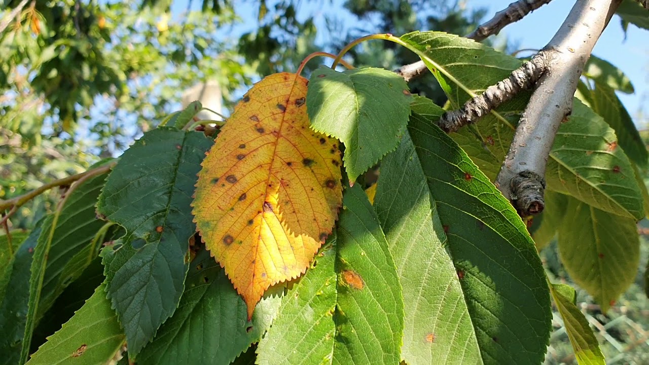 Blumeriella levélfoltosság  tünetek és védekezés