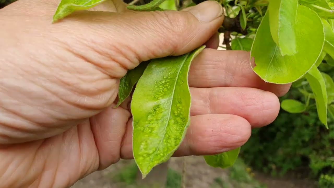 2023 tavaszi aktualitások- Körte