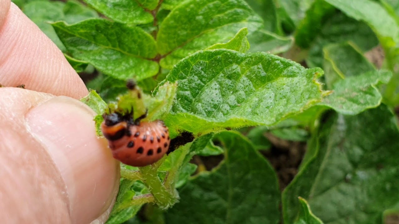 Harlekin katicabogár lárvájának a burgonya bokron