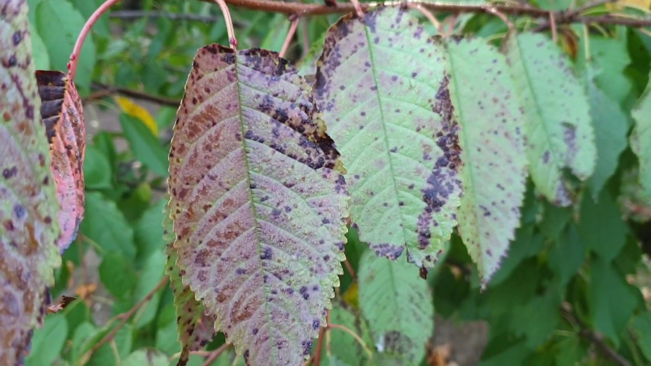 Cseresznye levélfoltossága