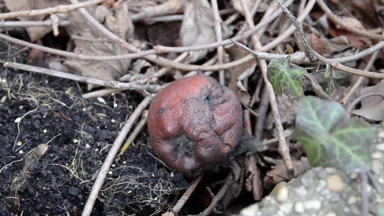 Lemosó permetezést megelőző munkák