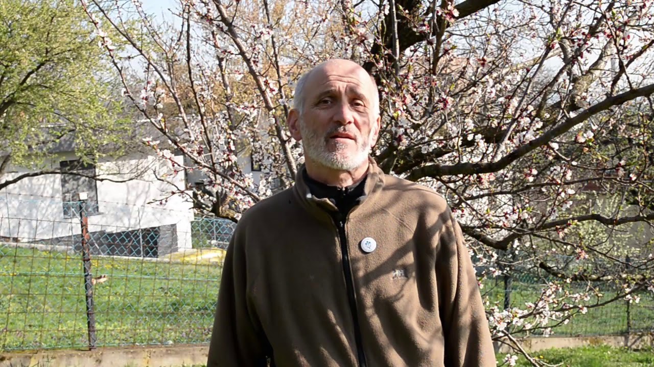 A csonthéjasok virágfertőző moníliája