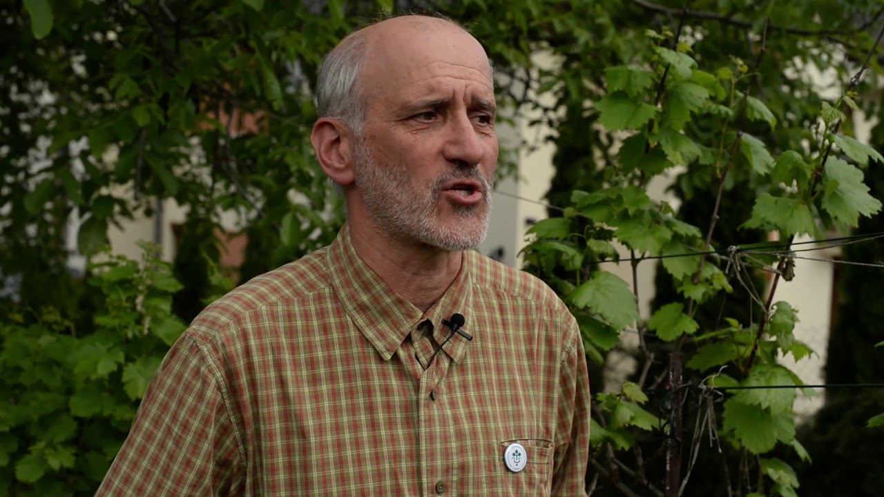 Zsigó György - Szőlő lisztharmat