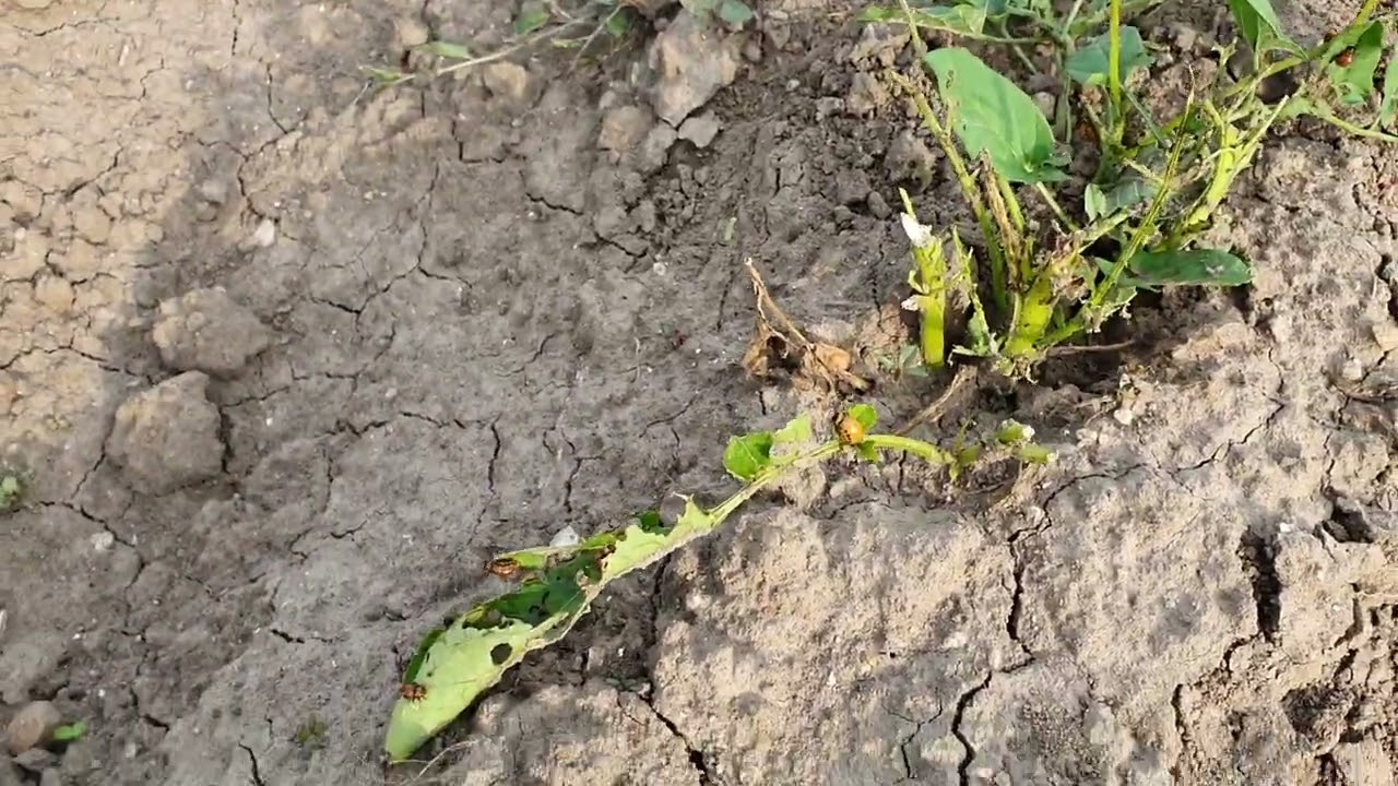 Burgonyabogár kártétele