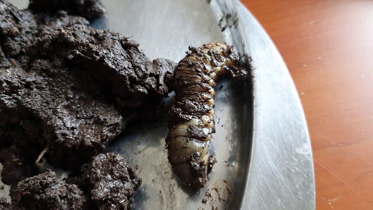 Ajándék komposzt extrákkal