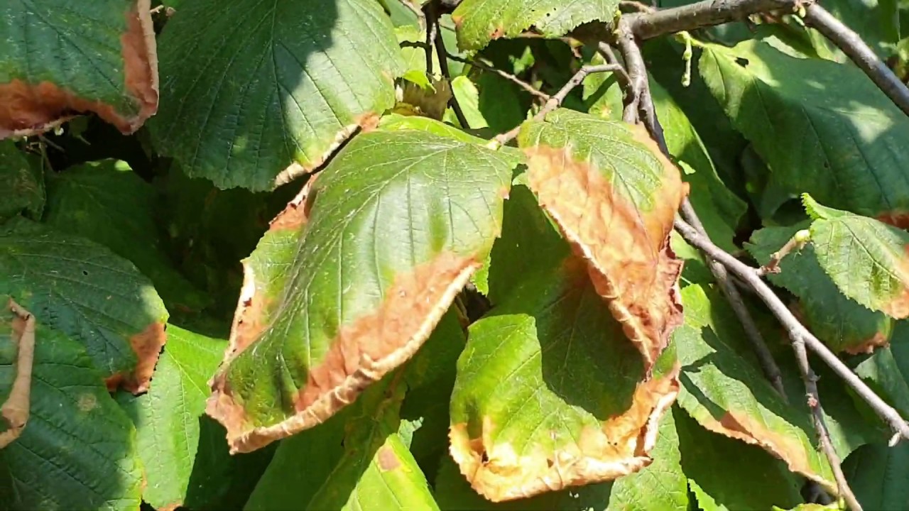 Napégés tünete a levélen