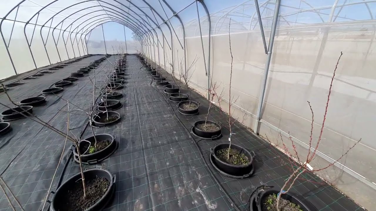 Vírusmentes szaporító anyag biztosítása