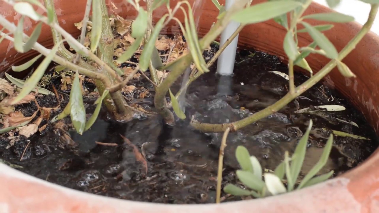 A fagyvédő zsák megvédte az olajfa csemetét.