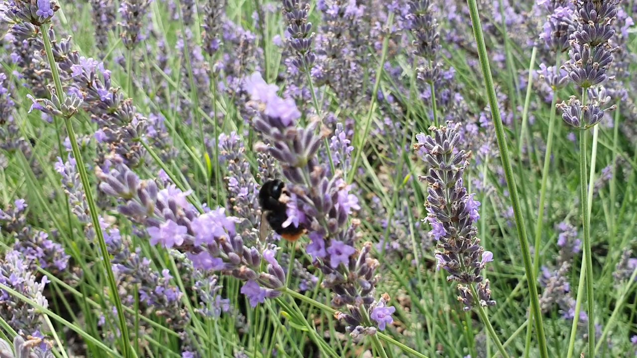 Lehetőség szerint támogassuk a beporzókat