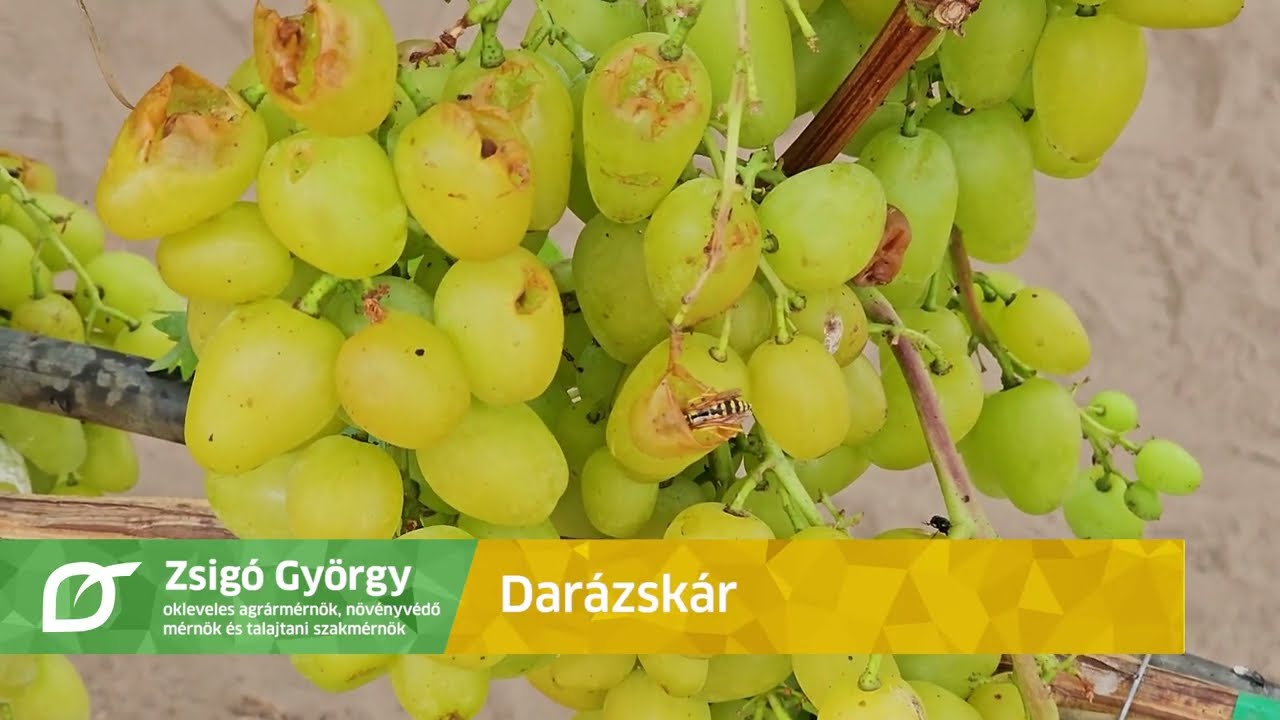 Támadják a darazsak a szőlőt