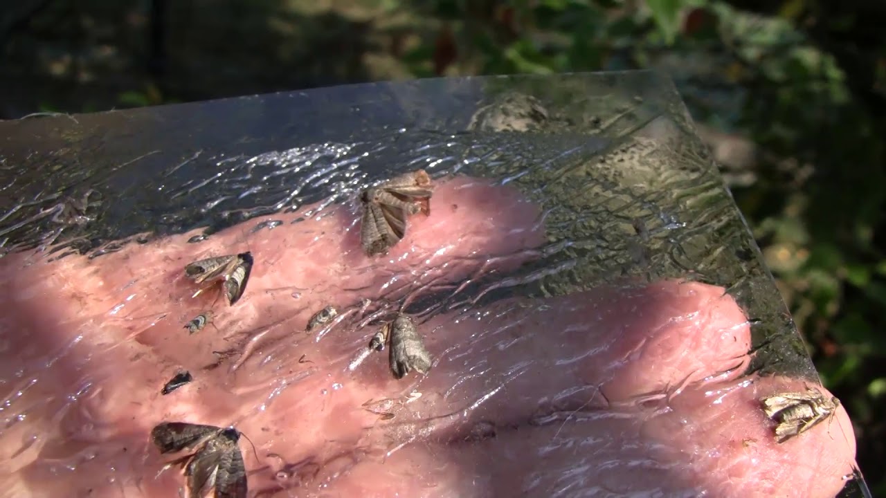 Az amerikai szőlőkabóca, a dióburoklégy és az almamoly előrejelzése