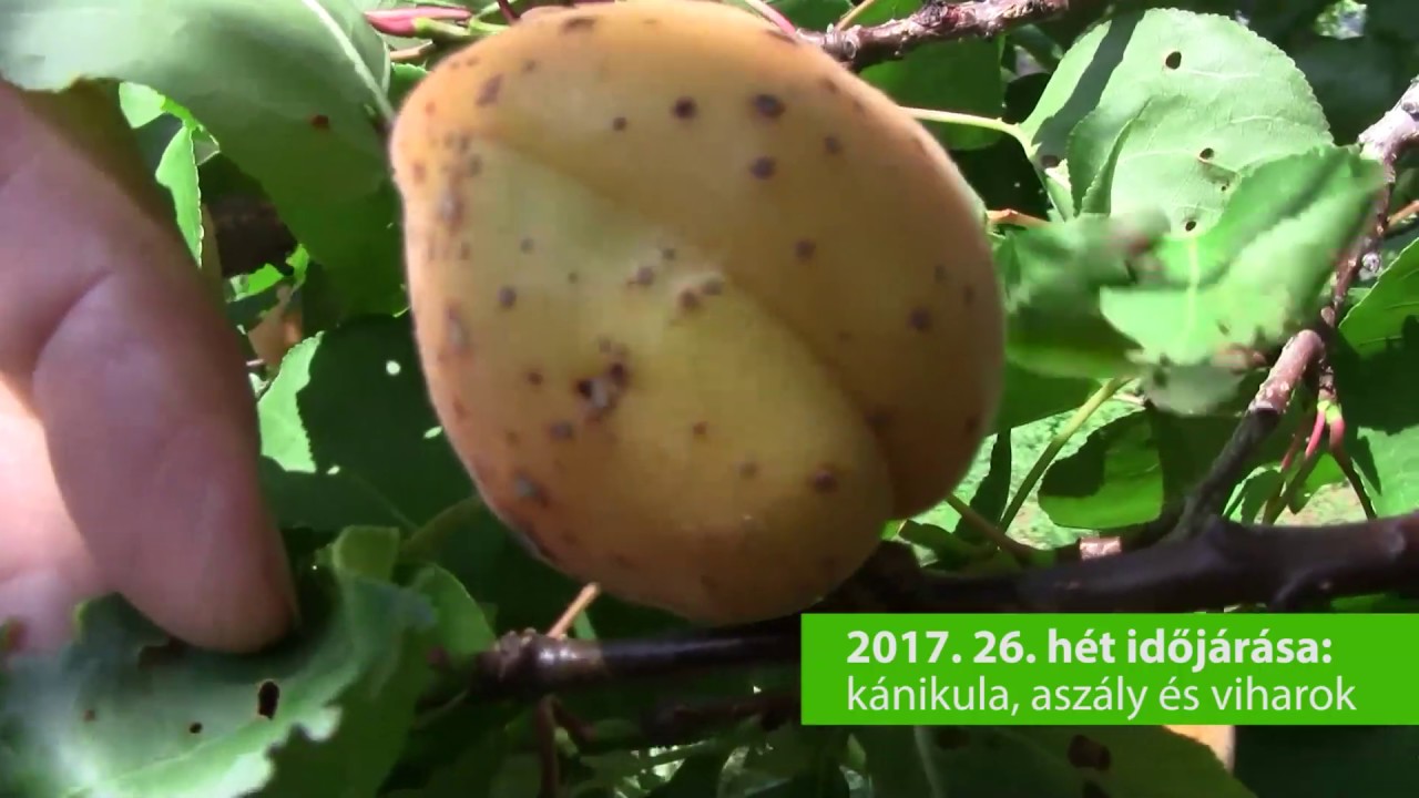 Kiskerti növényvédelem: kajszibarack