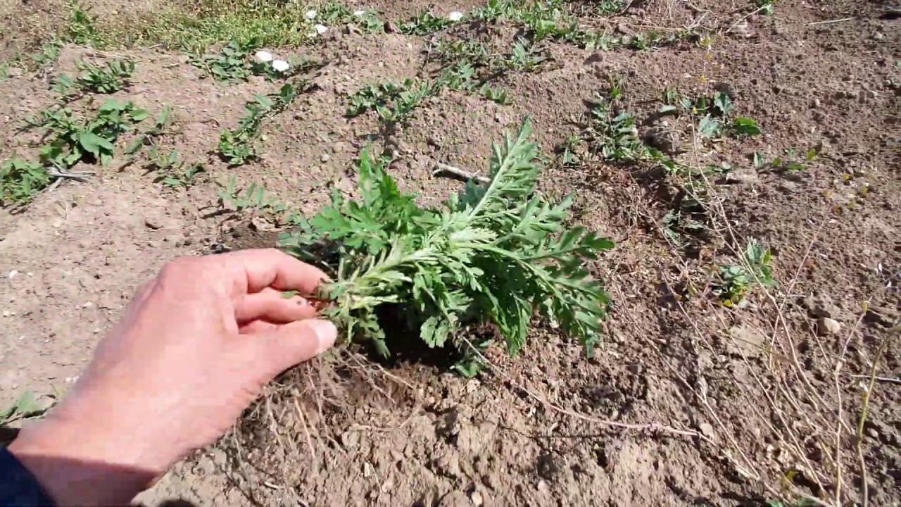 Védekezzünk a parlagfű ellen