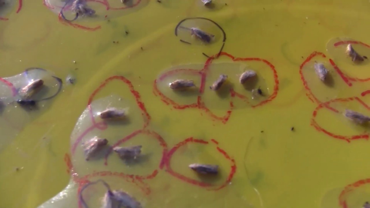 Az amerikai szőlőkabóca előrejelzése