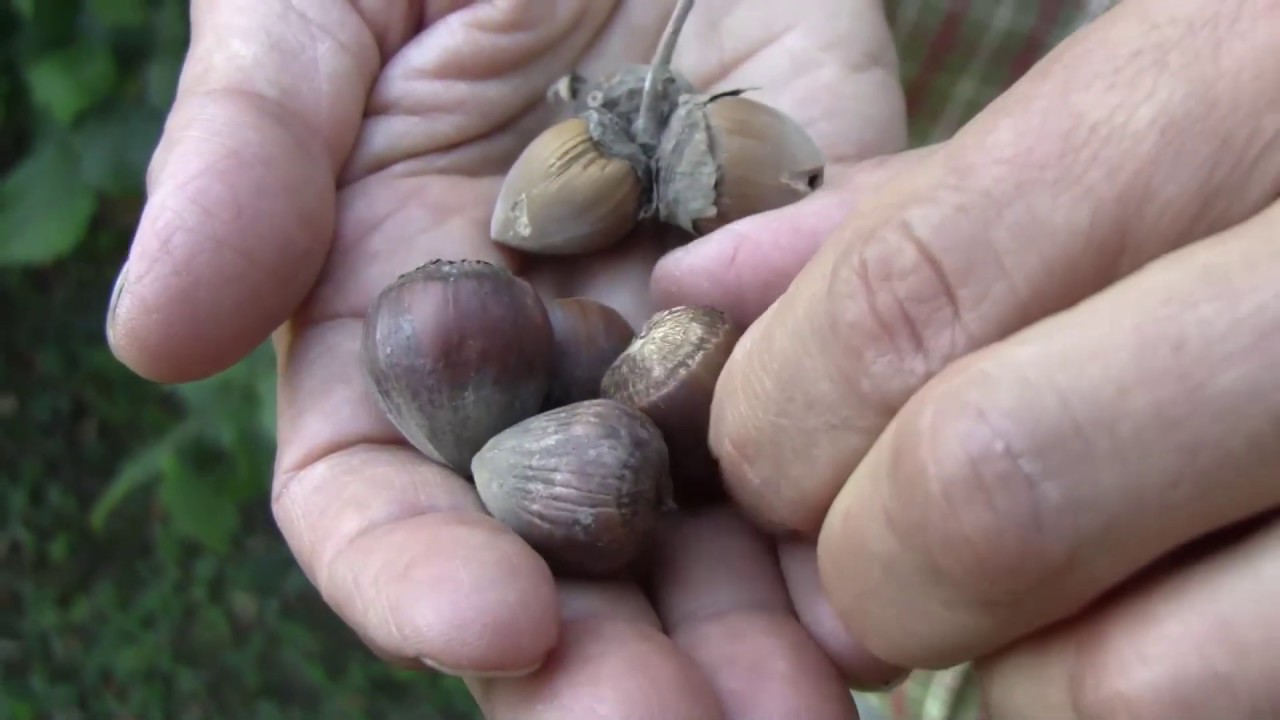 Mogyoró: Hullik az üres termés