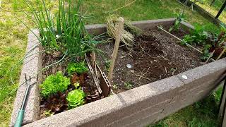 Mit rejt a vasabink gyökere?