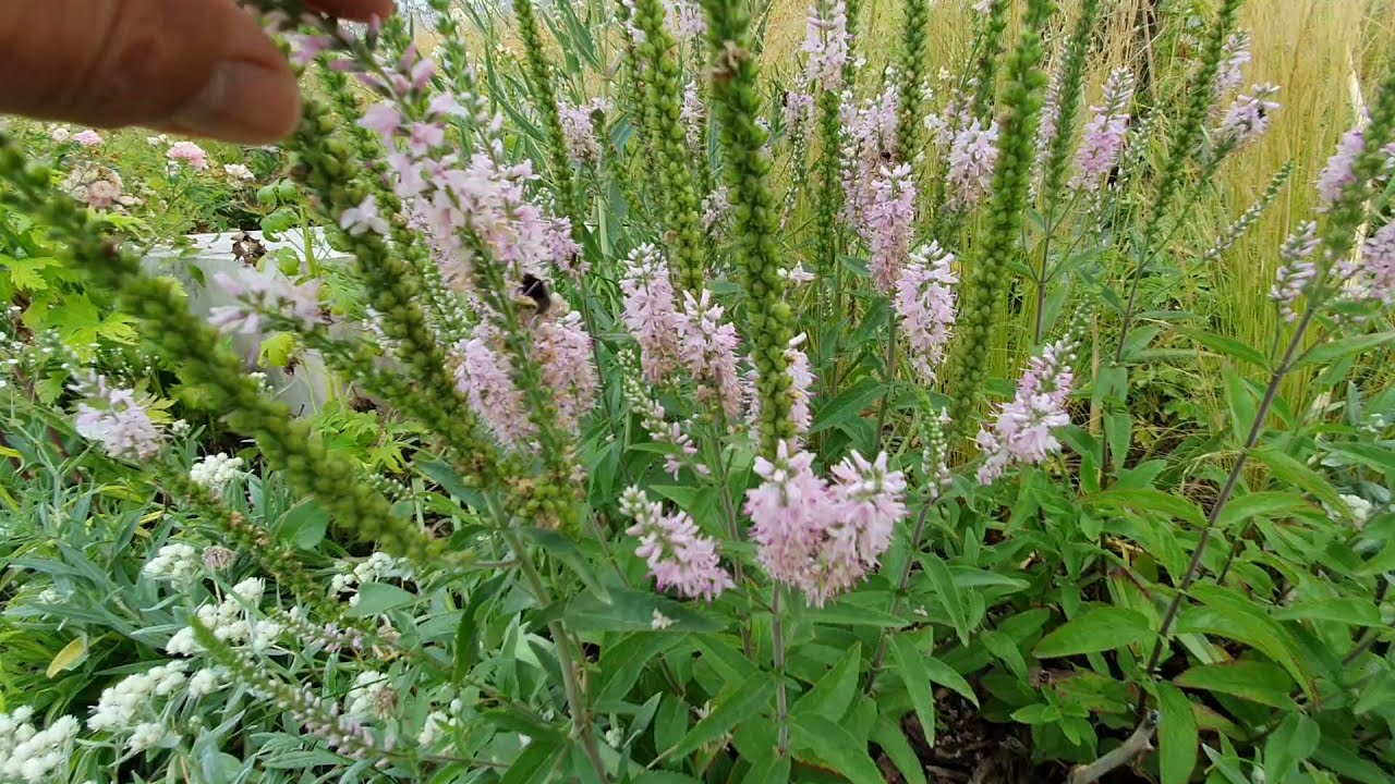 Segítsük a beporzó kollégák munkáját