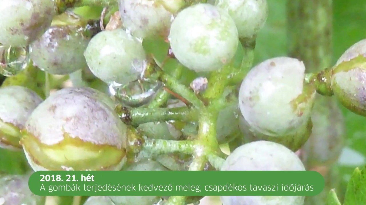 Szőlő: a virágzás után sem szabad megfelejtkezni a lisztharmat és peronoszpóra elleni védekezésekről