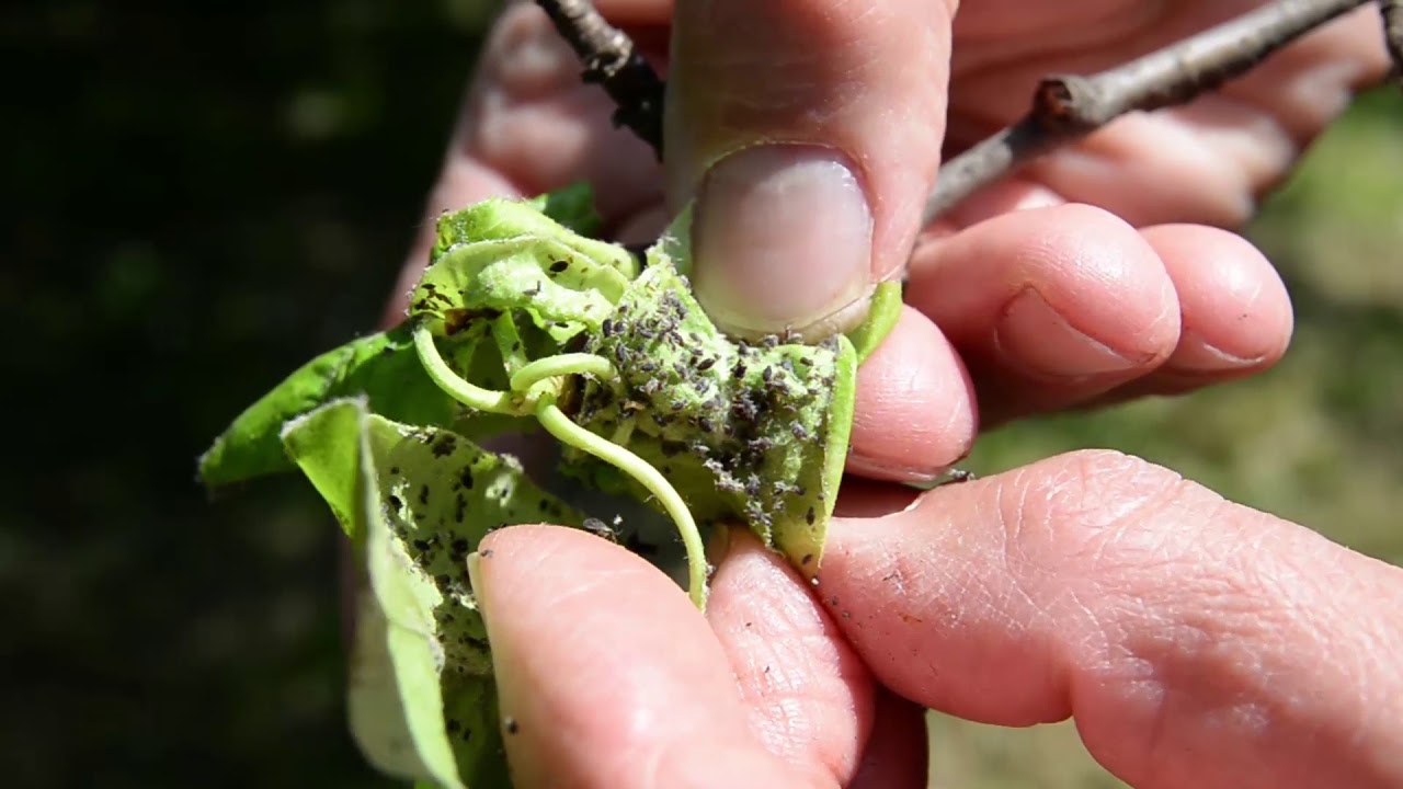 Az első levéltetű kolóniák megjelenése (körte, rózsa)