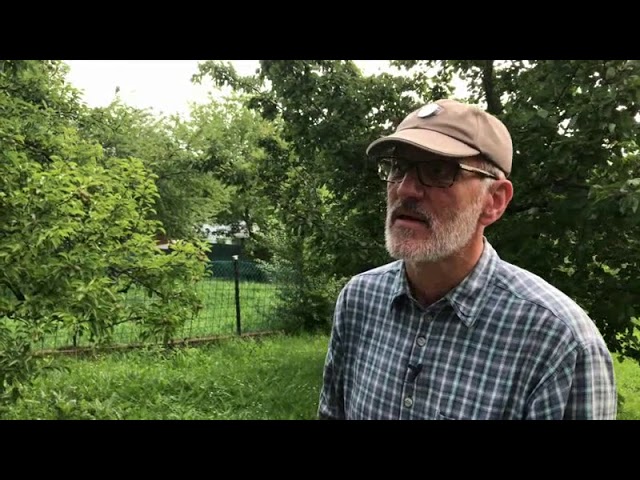 Kiskerti növényvédelem: Körte