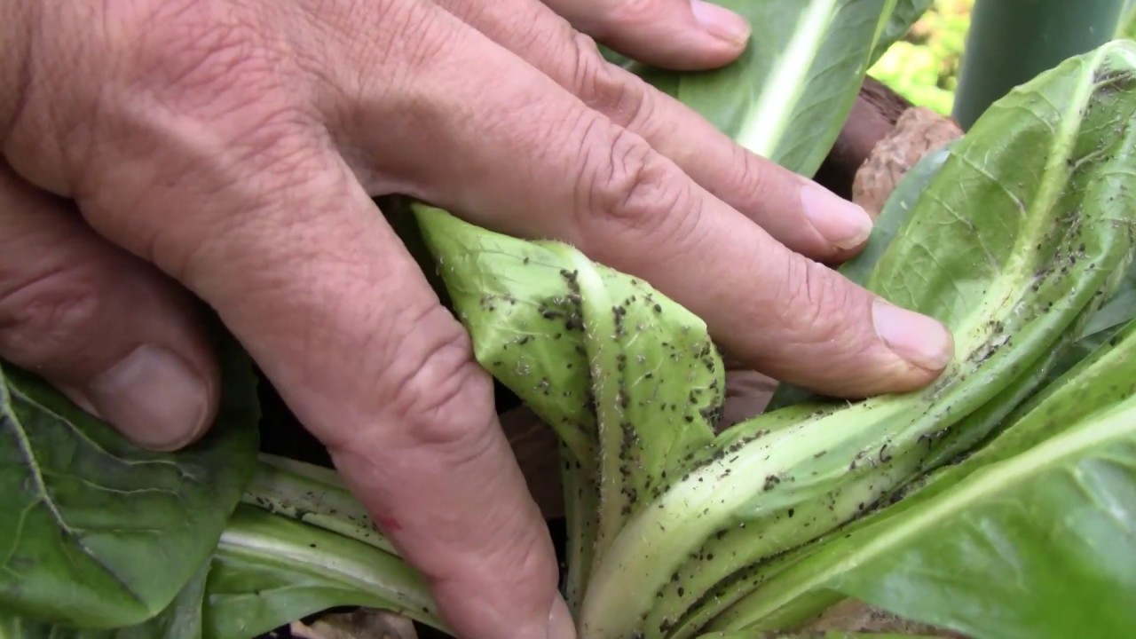 A cikória növényvédelmének nehézségei